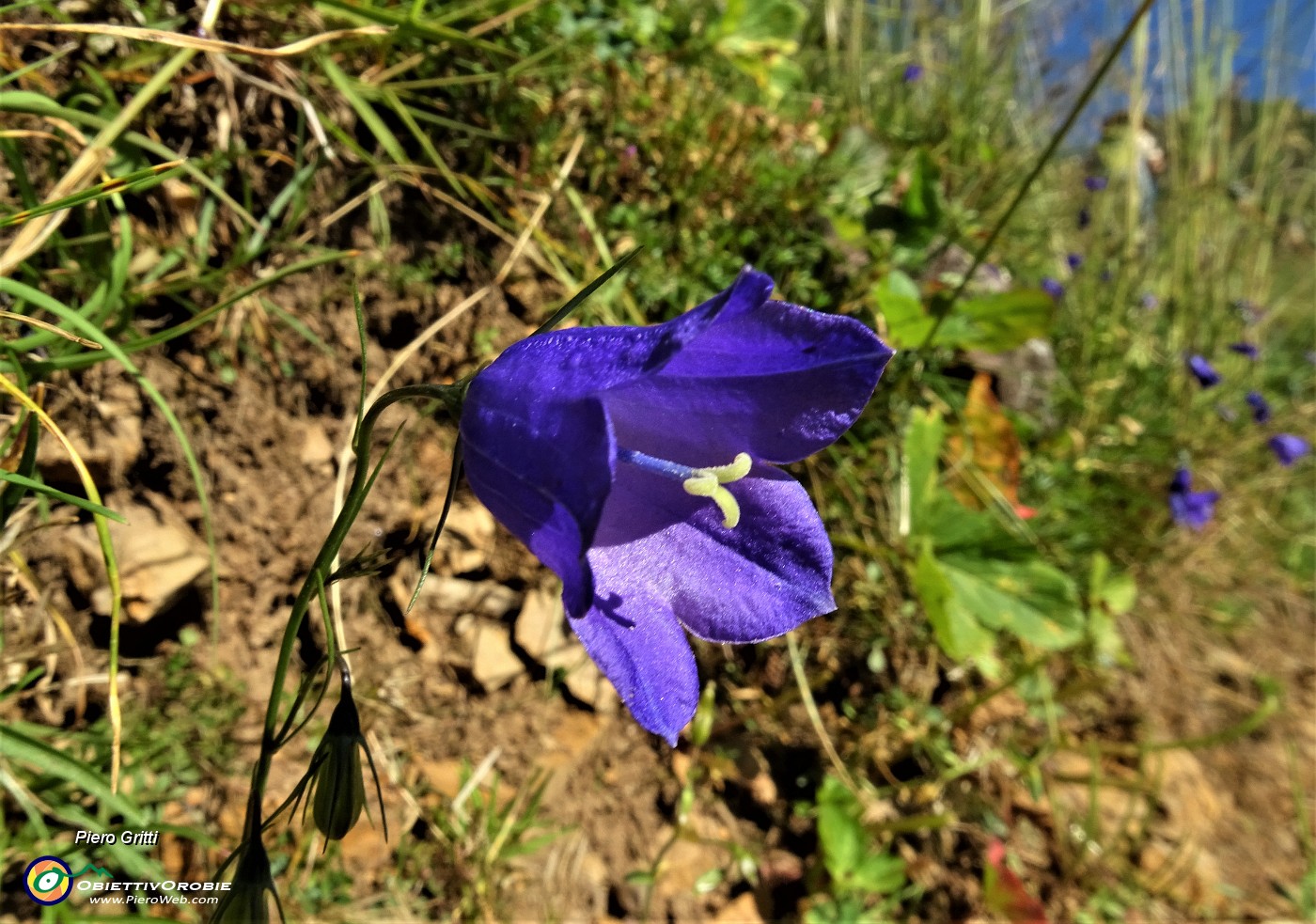 22 Campanula di Scheuchzer (Campanula scheuchzeri).JPG